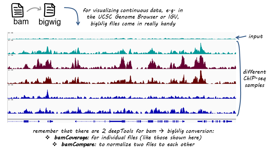 ../../_images/norm_IGVsnapshot_indFiles.png